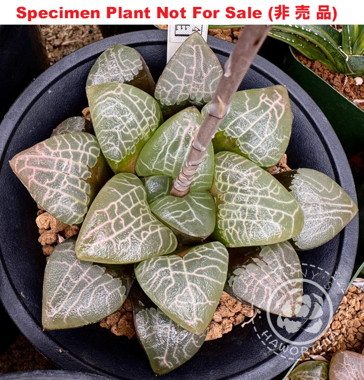 Hyb-240 H. correcta 'RS597-2014', 10 seeds, 2025
