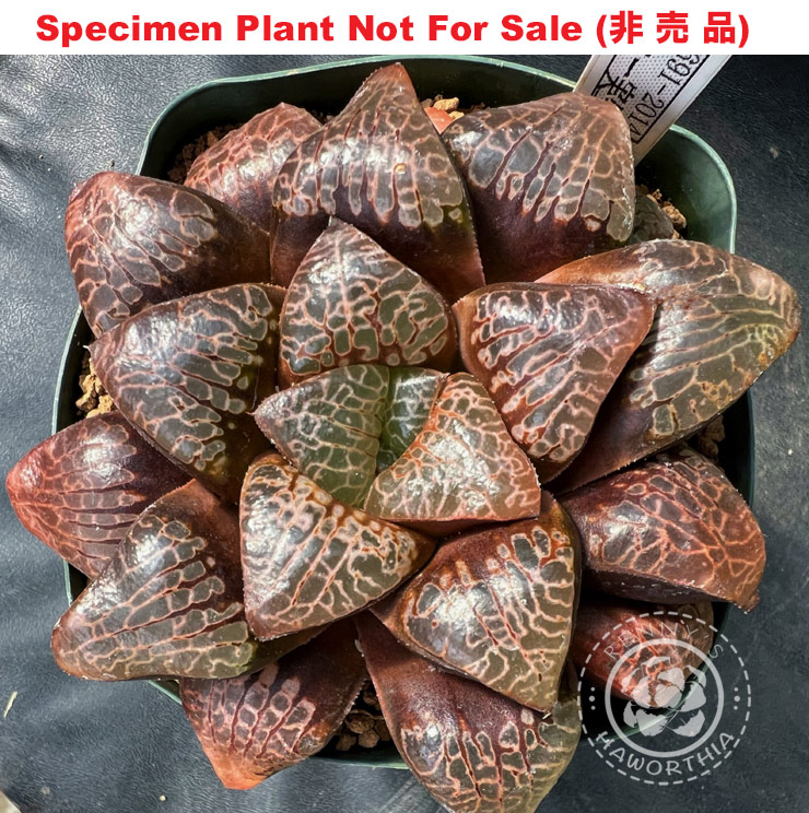 Hyb-557 H. hyb 'Around the World' 10 seeds, 2025