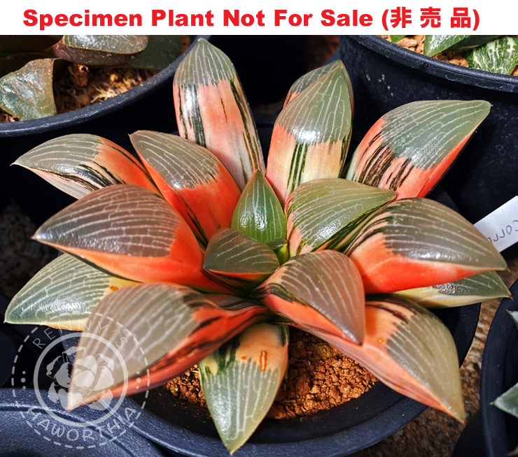 SE-617 H. hyb 'Rainbow Sky' variegate, 10 seeds, 2025
