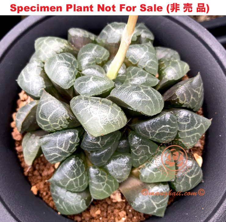 Hyb-452 H. correcta 'Red Sea', 10 seeds, 2025 Hyb-452 H. correcta 'Red Sea', 10 seeds, 2025