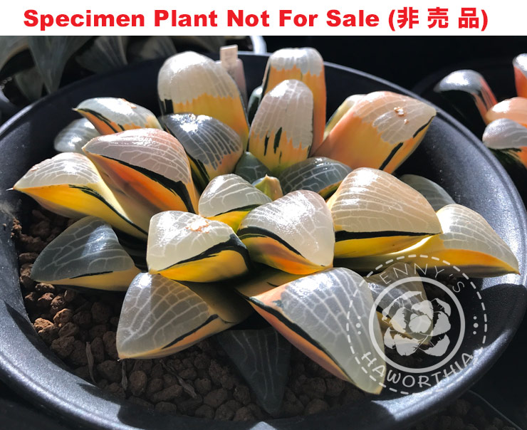 SE-606 H. hyb 'Rose Gold' variegate, 10 seeds, 2025