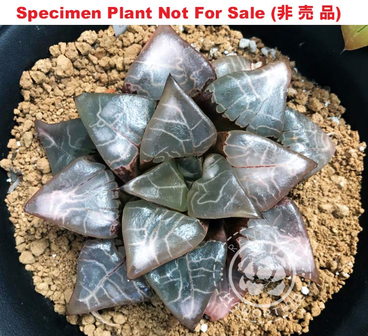 Hyb-518 H. cor 'Scott Correcta', 10 seeds, 2025 Hyb-518 H. cor 'Scott Correcta', 10 seeds, 2025