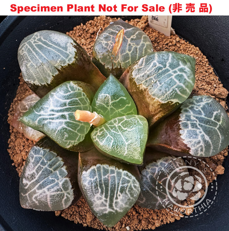 Hyb-584 H. correcta 'Scott Tokusen', 10 seeds, 2025