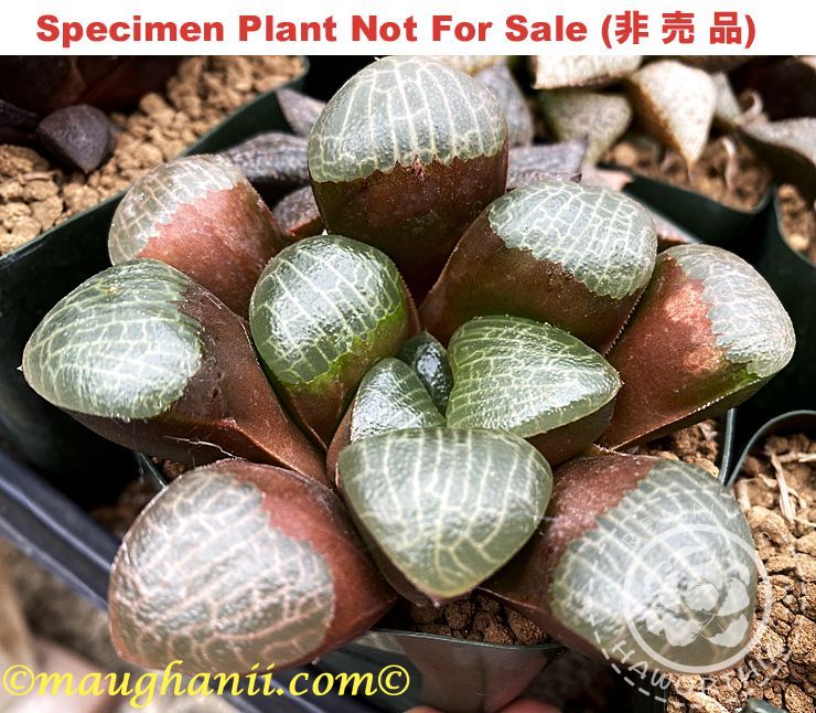Hyb-435 H. correcta 'Tokuami Round', 10 seeds, 2025 Hyb-435 H. correcta 'Tokuami Round', 10 seeds, 2025