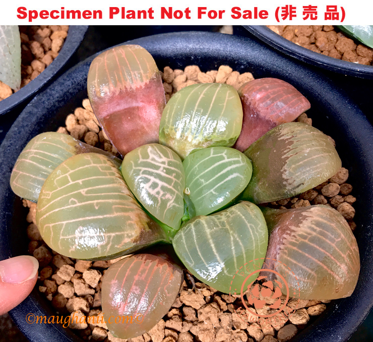 Hyb-340 H. correcta 'Buddha's Palm', 10 seeds, 2025 Hyb-340 H. correcta 'Buddha's Palm', 10 seeds, 2025