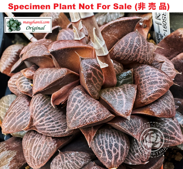 Hyb-243 H. correcta 'Daikokuten', 10 seeds, 2025