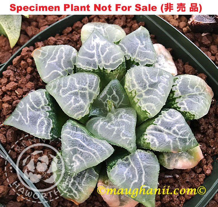 Hyb-366 H. correcta 'Lightening', 10 seeds, 2025 Hyb-366 H. correcta 'Lightening', 10 seeds, 2025