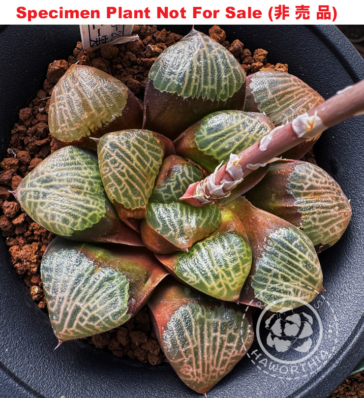 Hyb-449 H. hyb 'RS398-2014', 10 seeds, 2025 Hyb-449 H. hyb 'RS398-2014', 10 seeds, 2025
