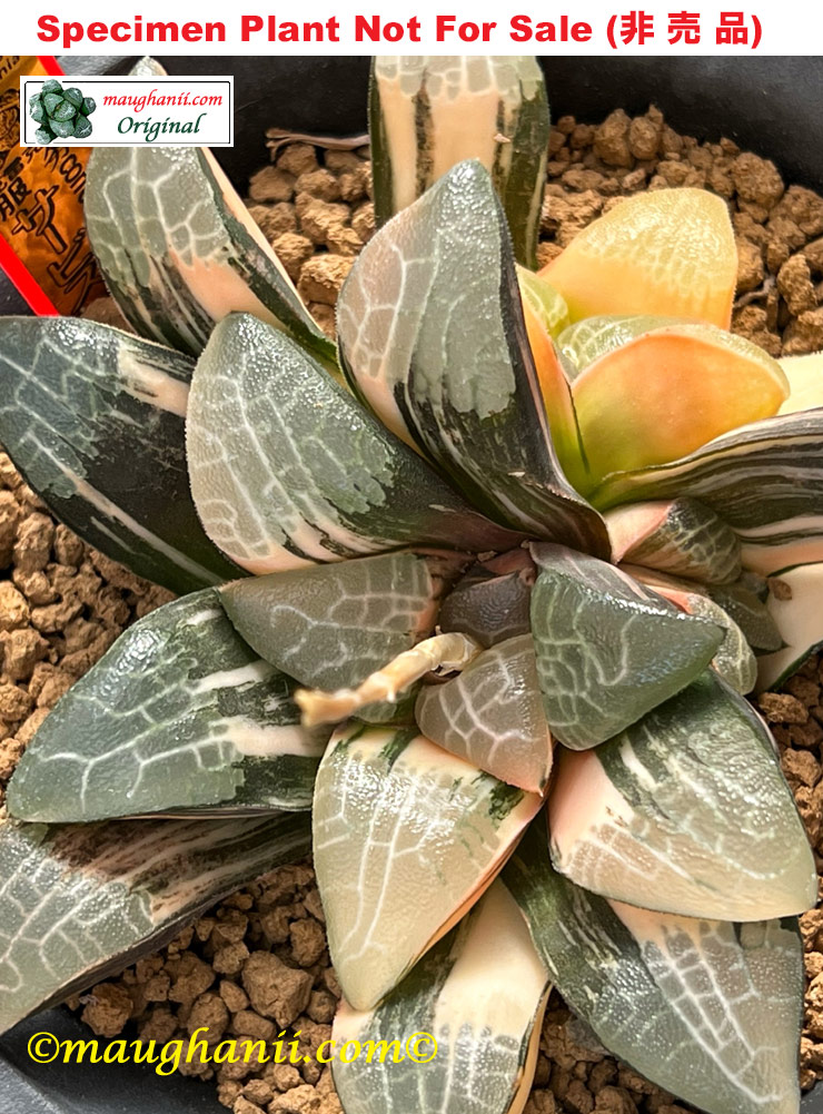 SE-649 H. correcta 'Service' variegate, 10 seeds, 2025