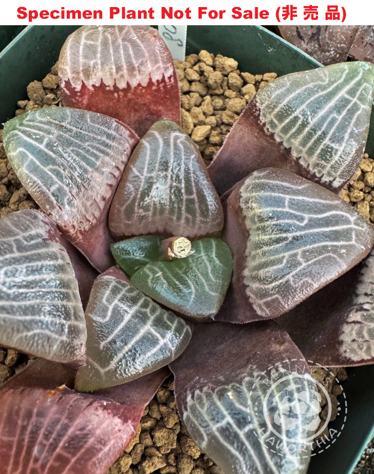 Hyb-255 H. correcta 'TH-08', 10 seeds, 2025