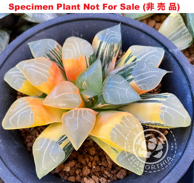 SE-664 H. hyb 'Fanta Orange' variegate, 10 seeds, 2025