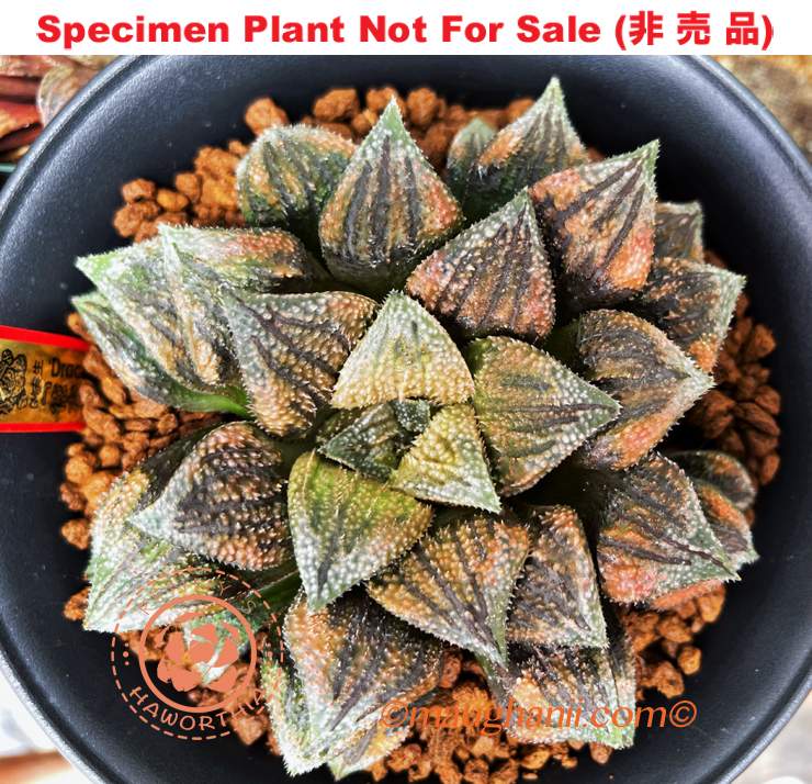 Hyb-408 H. hyb 'Dracula', 10 seeds, 2025