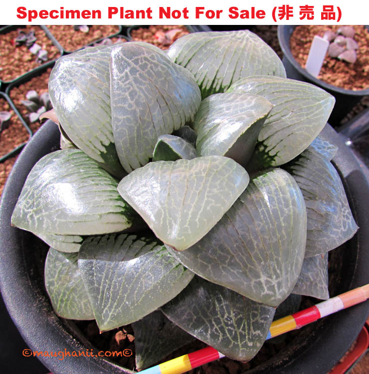 Hyb-252 H. sprinpto 'Gekkou', 10 seeds, 2025