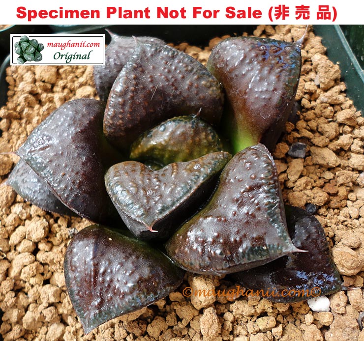 Hyb-531 H. hyb 'Godiva', 10 seeds, 2025
