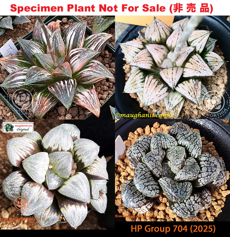 HP-704, H. hyb ♀'Tiger' variegate 10 seeds, 2025 HP-704, H. hyb ♀'Tiger' variegate 10 seeds, 2025
