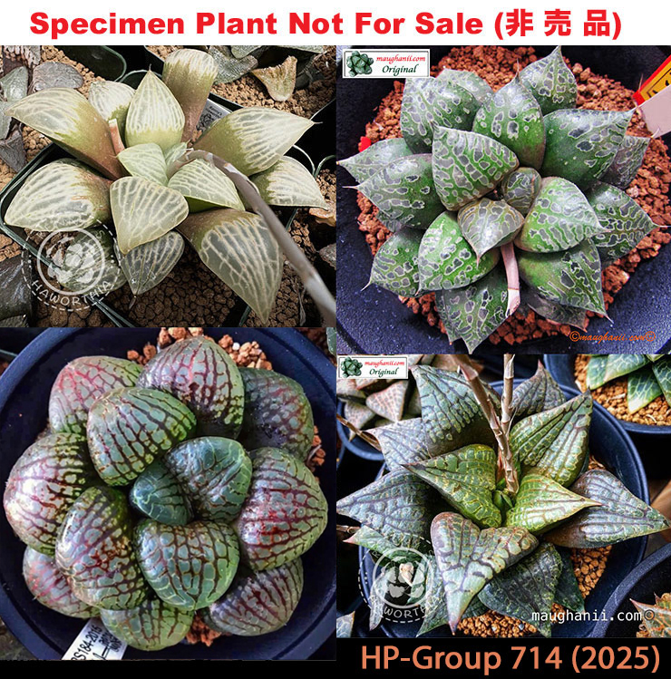 HP-714, H. hyb ♀'RS123-2014' 10 seeds, 2025 HP-714, H. hyb ♀'RS123-2014' 10 seeds, 2025