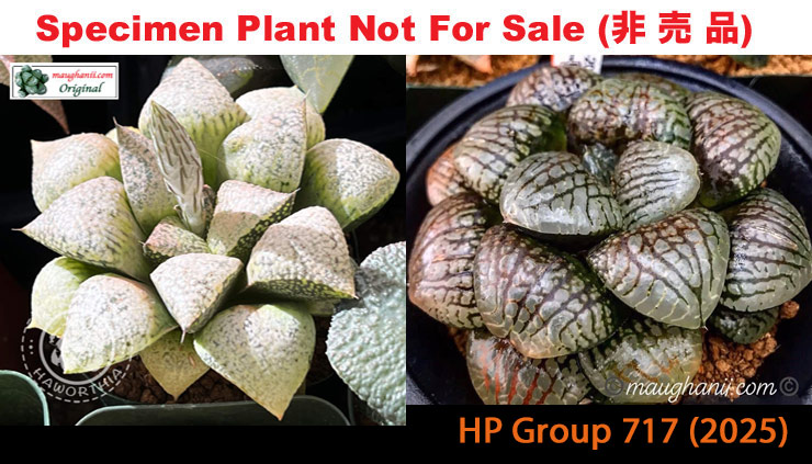 HP-717, H. hyb 'RS179-2014' x 10 seeds, 2025 HP-717, H. hyb 'RS179-2014' x 10 seeds, 2025