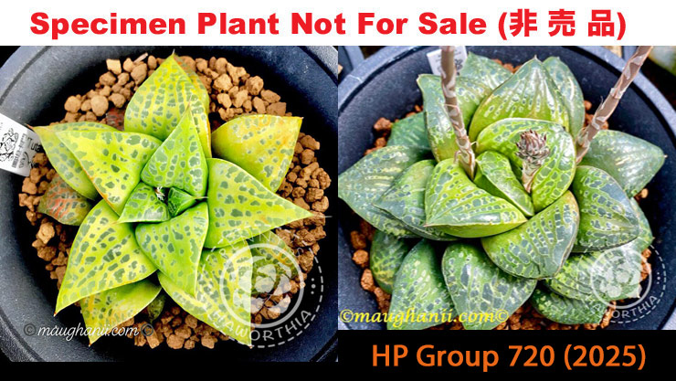 HP-720, H. hyb 'Tutankhamun' x 10 seeds, 2025 HP-720, H. hyb 'Tutankhamun' x 10 seeds, 2025