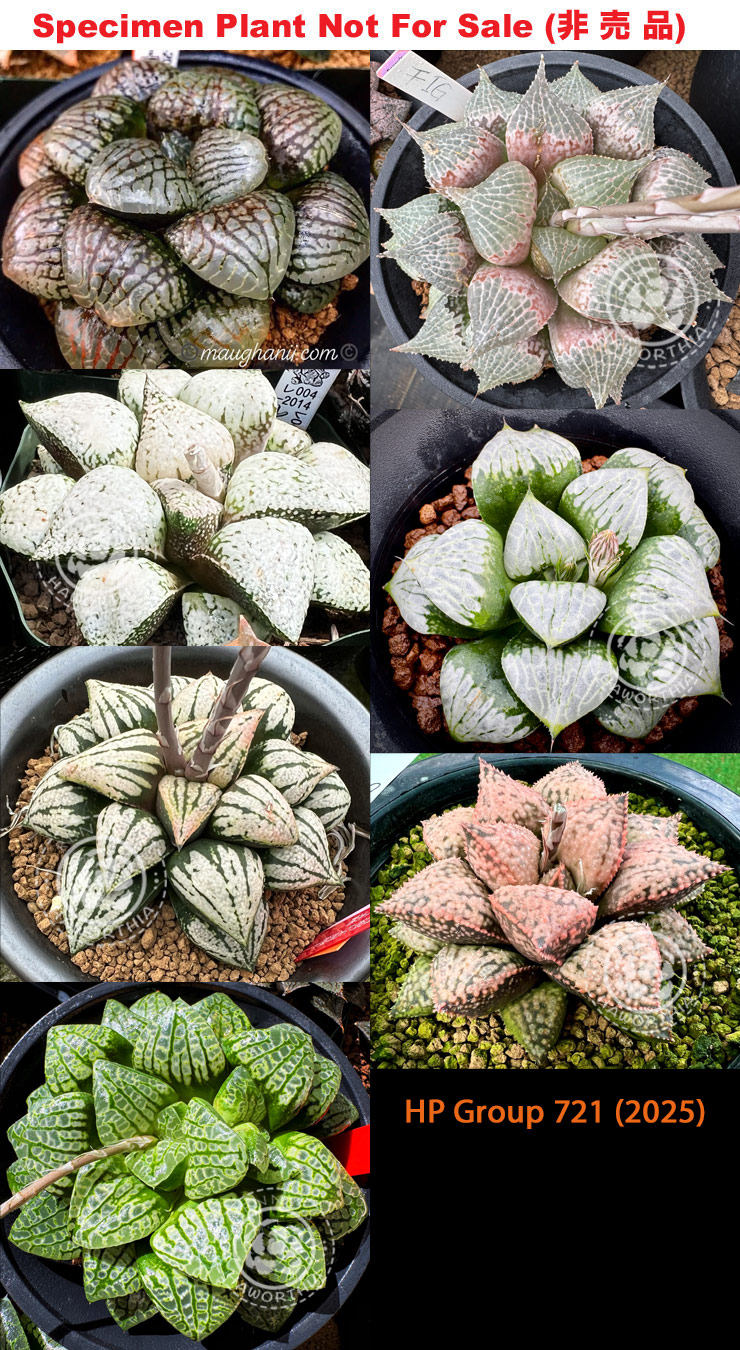 HP-721, ♀'Gotham' x 10 seeds, 2025 HP-721, ♀'Gotham' x 10 seeds, 2025
