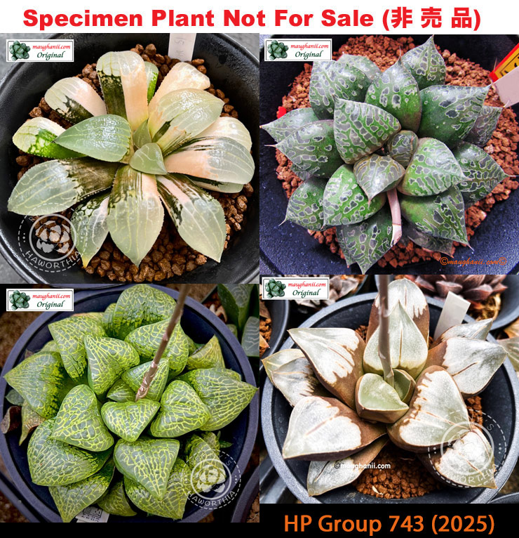 HP-743, H. hyb ♀'Venice' variegate x 10 seeds, 2025 HP-743, H. hyb ♀'Venice' variegate x 10 seeds, 2025
