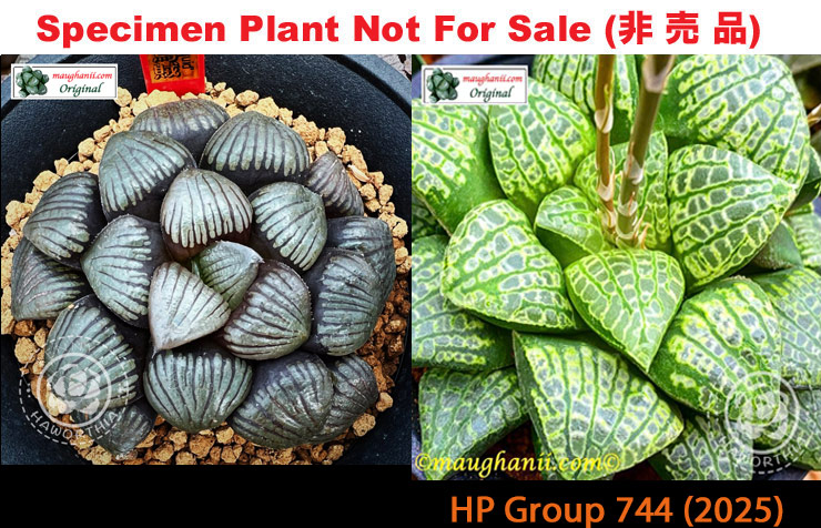 HP-744, H. hyb ♀'Squid' x 10 seeds, 2025 HP-744, H. hyb ♀'Squid' x 10 seeds, 2025