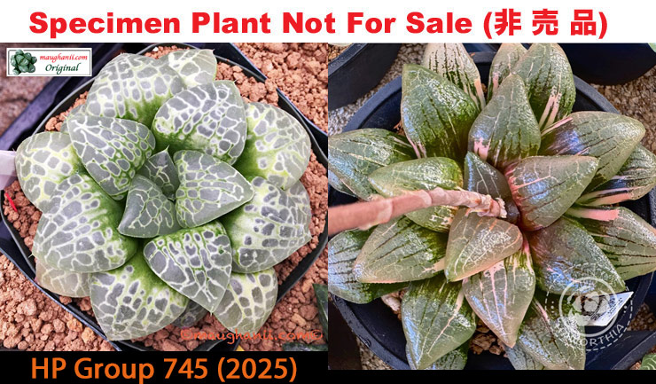 HP-745, H. hyb ♀'Circle of Life' x 10 seeds, 2025 HP-745, H. hyb ♀'Circle of Life' x 10 seeds, 2025
