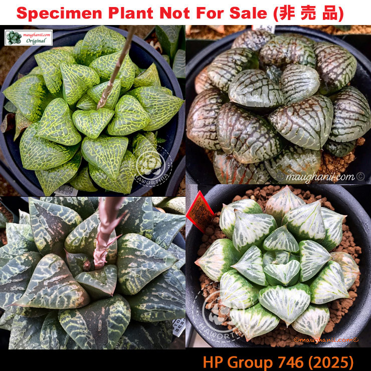 HP-746, H. hyb ♀'Goldilock' x 10 seeds, 2025 HP-746, H. hyb ♀'Goldilock' x 10 seeds, 2025