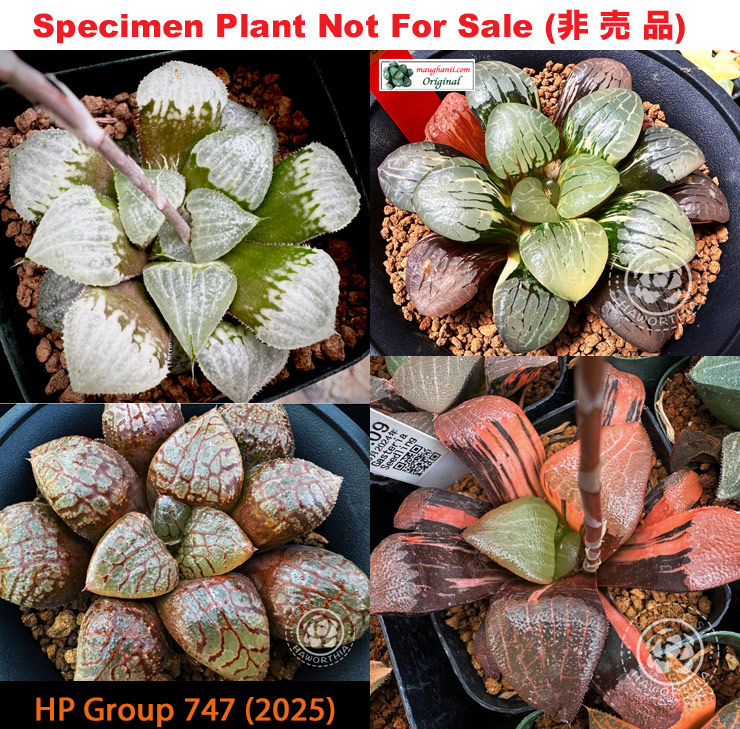 HP-747, H. hyb ♀'Drew' hyb x 10 seeds, 2025 HP-747, H. hyb ♀'Drew' hyb x 10 seeds, 2025