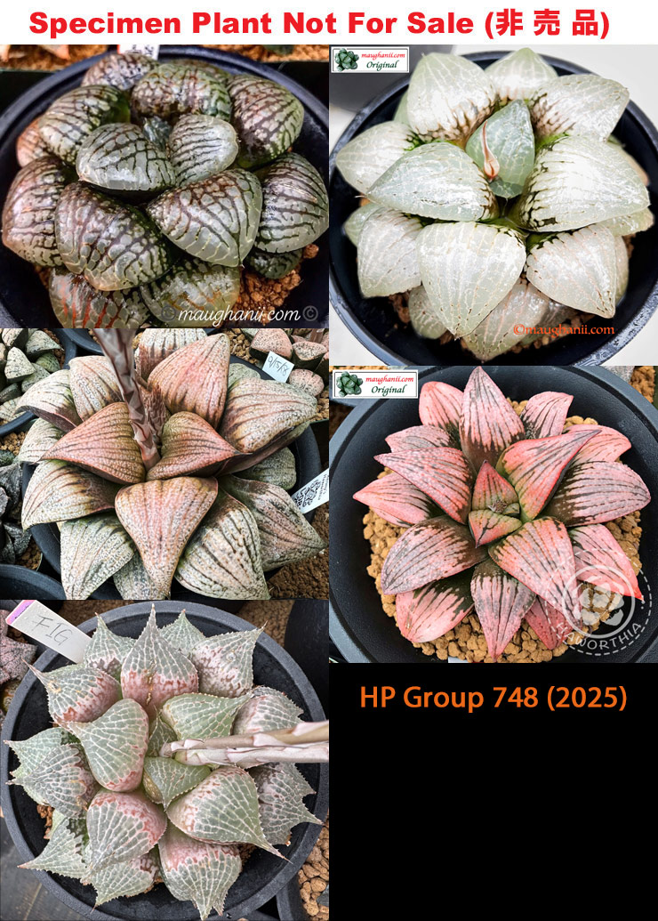 HP-748, H. hyb ♀'Gotham' x 10 seeds, 2025 HP-748, H. hyb ♀'Gotham' x 10 seeds, 2025