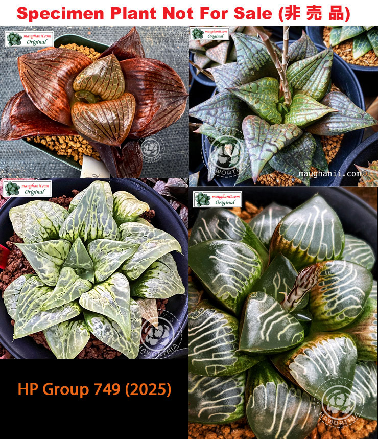 HP-749, H. hyb ♀'Purple Boat' x 10 seeds, 2025 HP-749, H. hyb ♀'Purple Boat' x 10 seeds, 2025