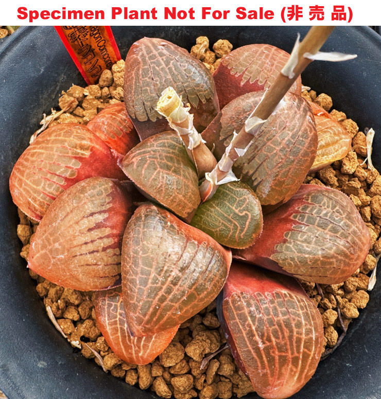 Hyb-431 H. comcore 'Dragon' 001, 10 seeds, 2025 Hyb-431 H. comcore 'Dragon' 001, 10 seeds, 2025