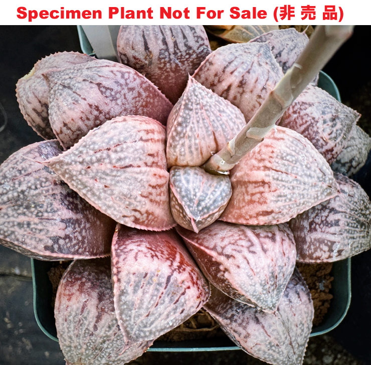 Hyb-417 H. hyb 'Purple No.34', 10 seeds, 2025