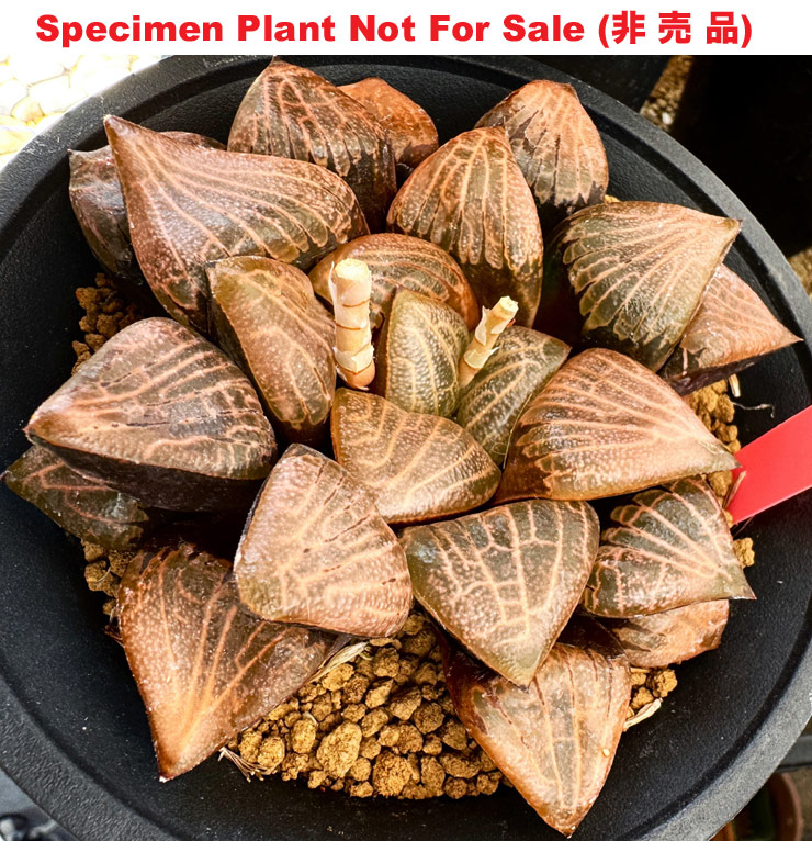 Hyb-424 H. hyb 'Purple No.50 2021', 10 seeds, 2025 Hyb-424 H. hyb 'Purple No.50 2021', 10 seeds, 2025