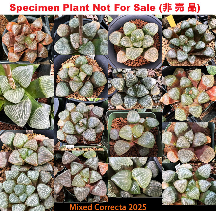 Hyb-1003 H. correcta mix selection, 100 seeds, 2025