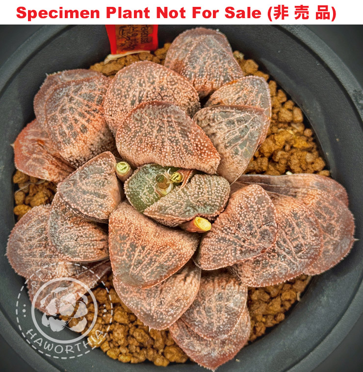 Hyb-460 H. hyb 'Hayabusa', 10 seeds, 2025 Hyb-460 H. hyb 'Hayabusa', 10 seeds, 2025