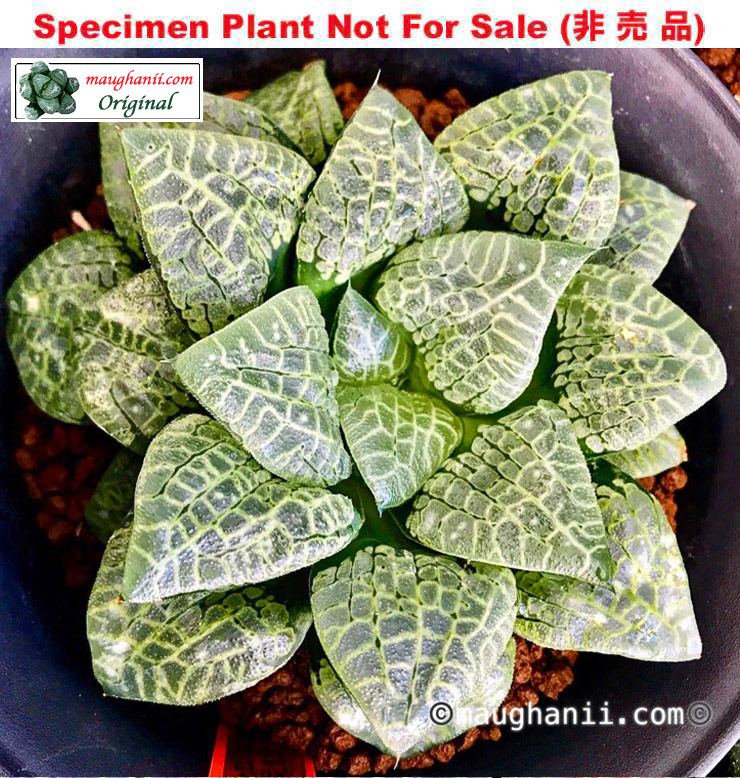Hyb-432 H. hyb '3D', 10 seeds, 2025 Hyb-432 H. hyb '3D', 10 seeds, 2025