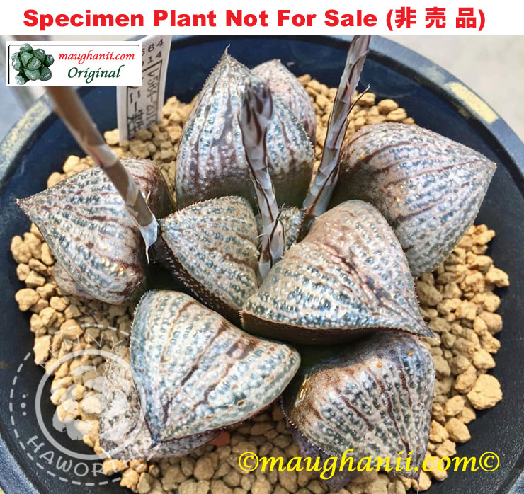 Hyb-371 H. hyb 'RS564-2014', 10 seeds, 2025 Hyb-371 H. hyb 'RS564-2014', 10 seeds, 2025