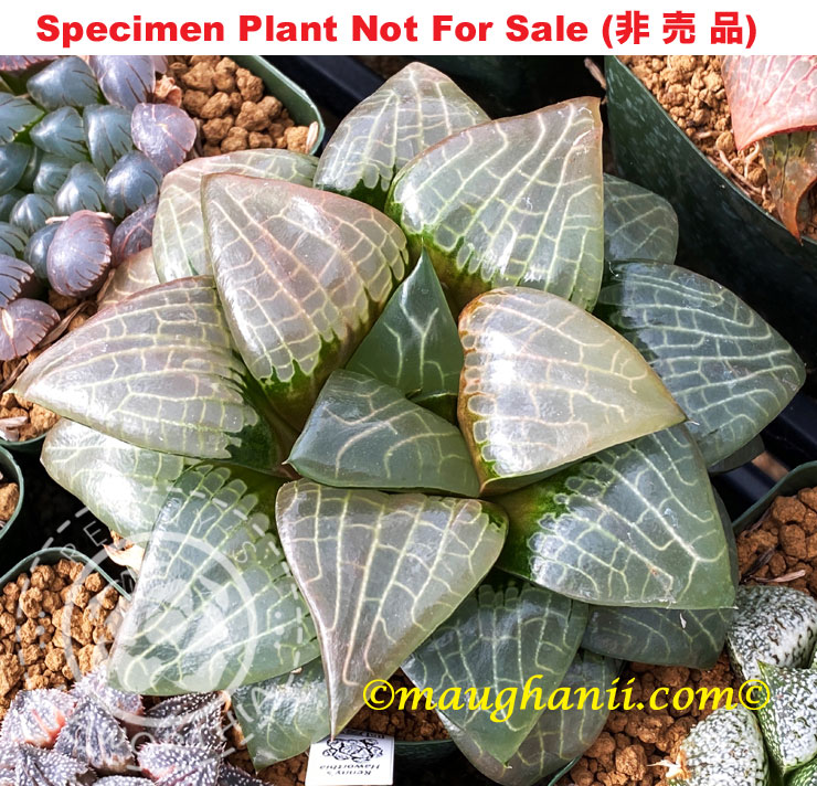Hyb-281 H. cv 'Aboukyu', 10 seeds, 2025