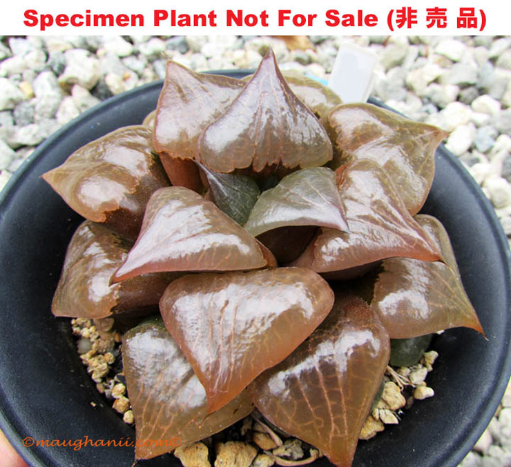 Hyb-386 H. cv 'Akanko', 10 seeds, 2025 Hyb-386 H. cv 'Akanko', 10 seeds, 2025