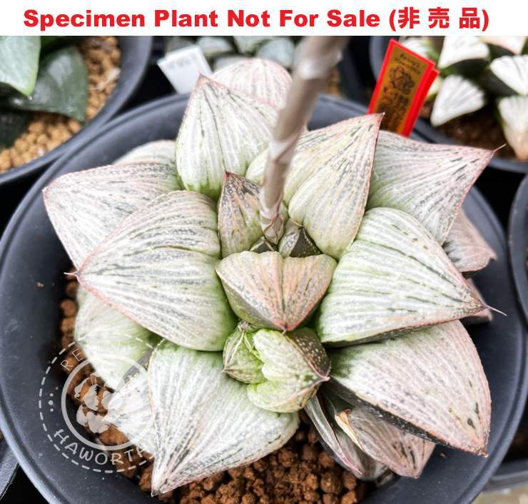 Hyb-351 H. cv 'Alaska', 10 seeds, 2025 Hyb-351 H. cv 'Alaska', 10 seeds, 2025