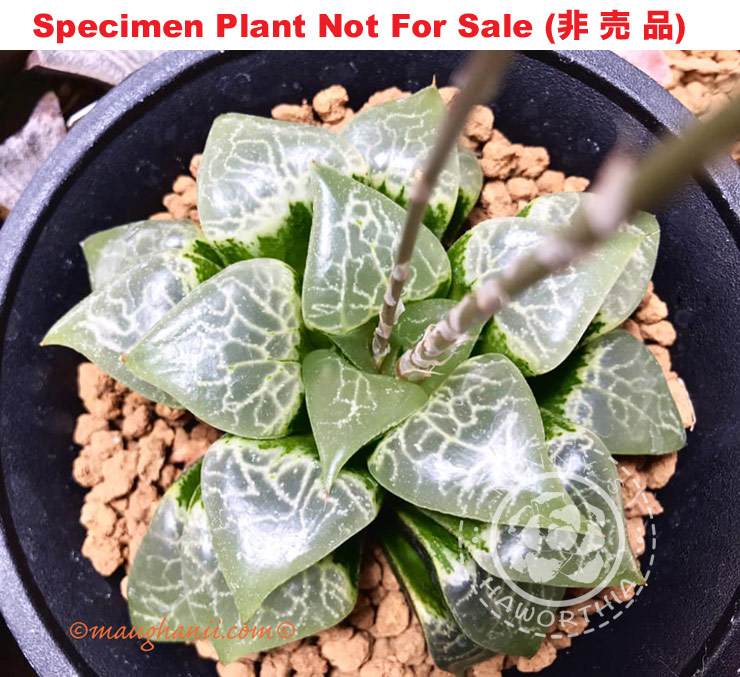 Hyb-591 H. hyb 'Amalfi', 10 seeds, 2025