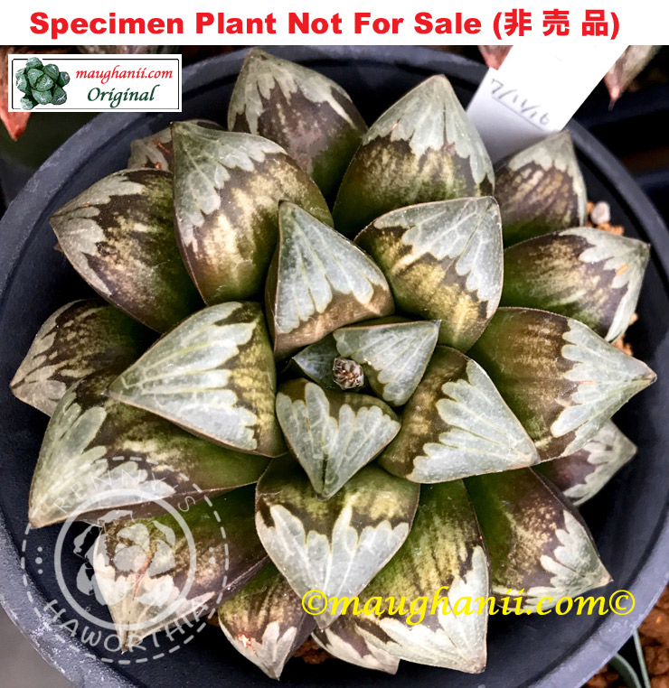 Hyb-290 H. cv 'Amazon', 10 seeds, 2025