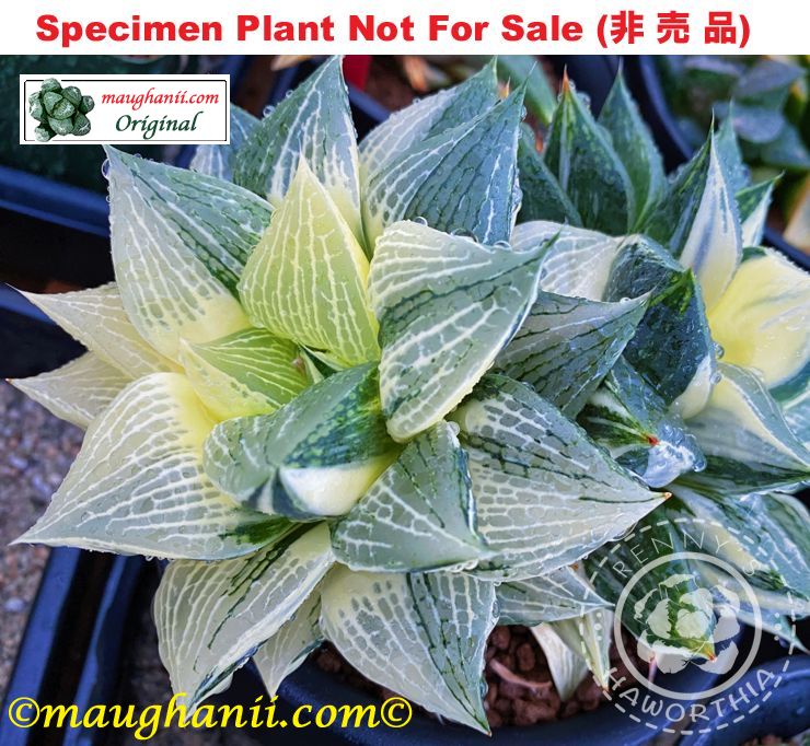 SE-663 H. hyb 'Anastasia' variegate, 10 seeds, 2025