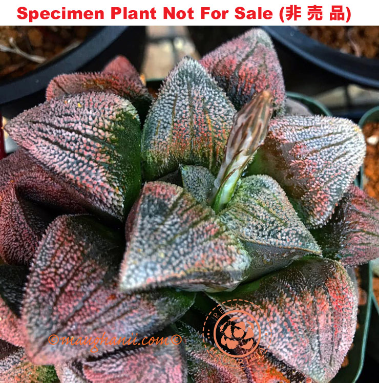 Hyb-272 H. cv 'Ashura', 10 seeds, 2025