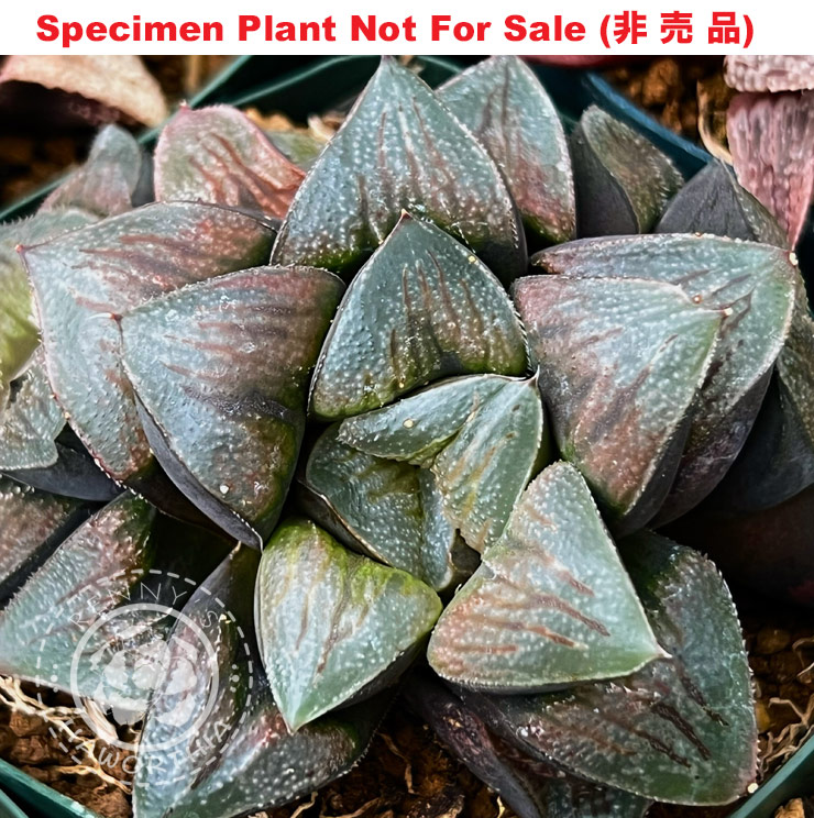 Hyb-364 H. hyb 'Ashura Blackstone', 10 seeds, 2025 Hyb-364 H. hyb 'Ashura Blackstone', 10 seeds, 2025
