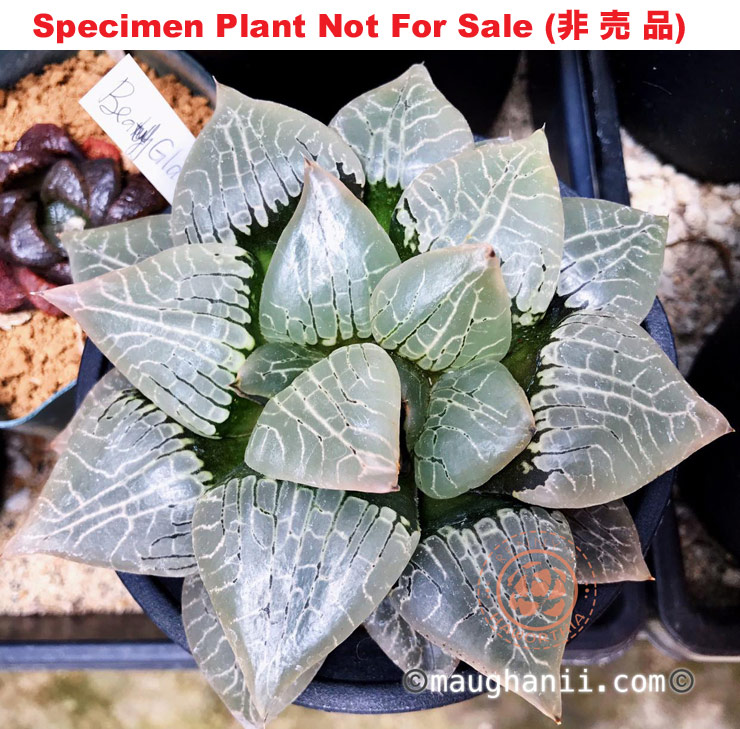 Hyb-291 H. comcore 'Beauty Glass', 10 seeds, 2025