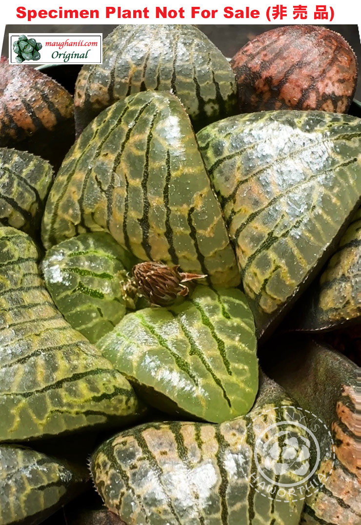 Hyb-588 H. hyb 'Dragon Scales', 10 seeds, 2025