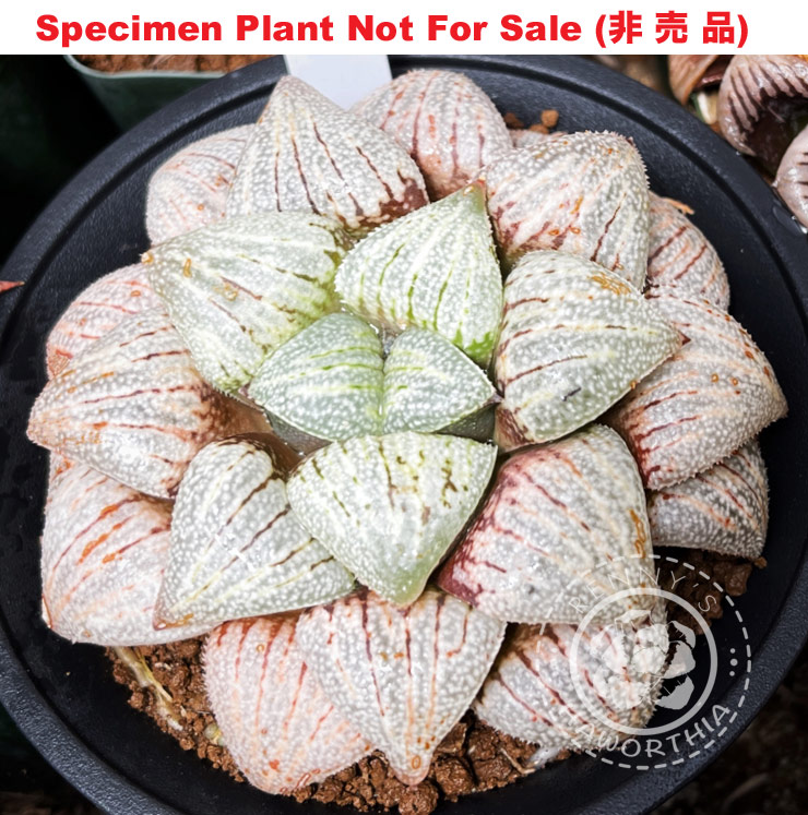 Hyb-492 H. hyb 'Big Bang', 10 seeds, 2025 Hyb-492 H. hyb 'Big Bang', 10 seeds, 2025