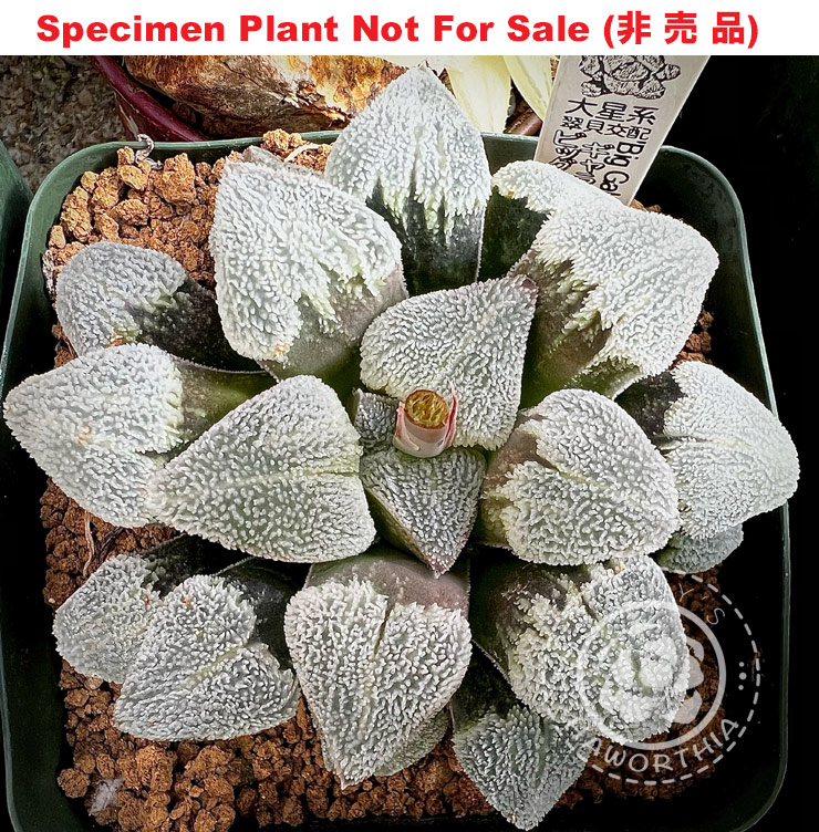 Hyb-488 H. pygmaea 'Big Galaxy', 10 seeds, 2025 Hyb-488 H. pygmaea 'Big Galaxy', 10 seeds, 2025