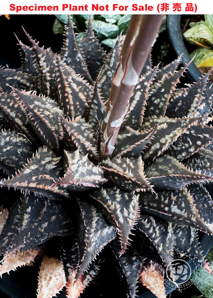 Hyb-916 H. hyb 'Black Coral', 10 seeds, 2025